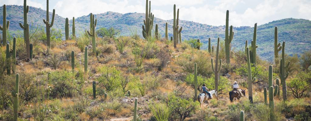 az-expedition-tanque-verde-guest-ranch-horse-cactus.jpg